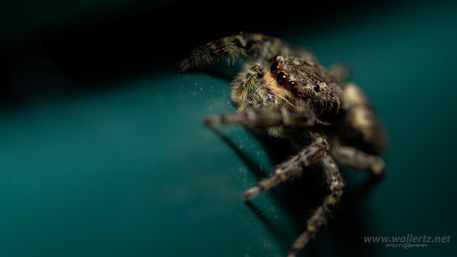 Fencepost jumper Female(Murhoppspindel) Hona