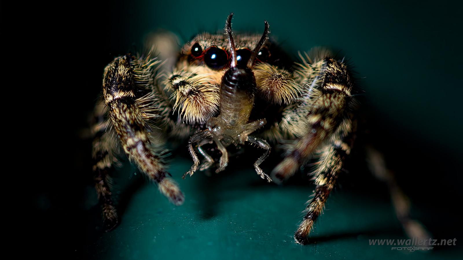 Fencepost jumper Female(Murhoppspindel) Hona