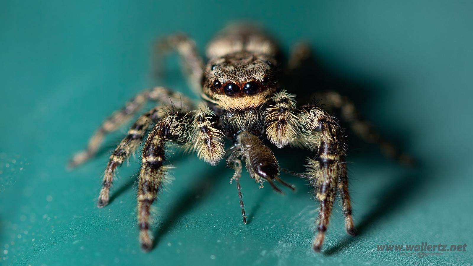 Fencepost jumper Female(Murhoppspindel) Hona