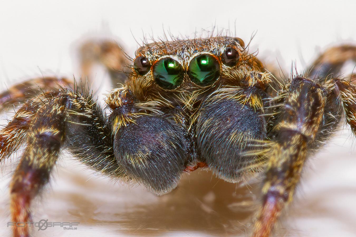 Fencepost jumper (Murhoppspindel) Male