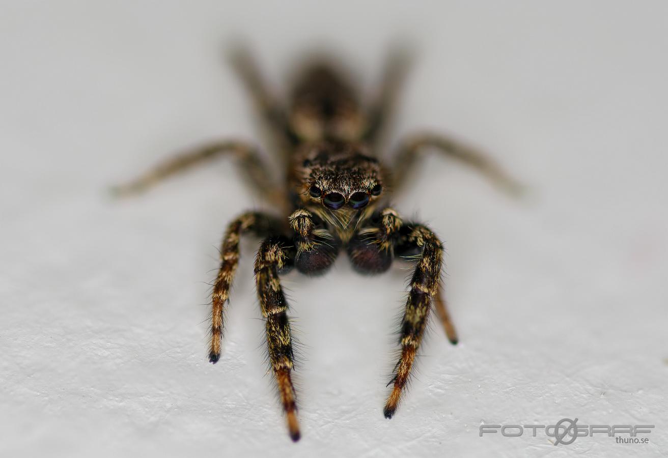 Fencepost jumper (Murhoppspindel) Male