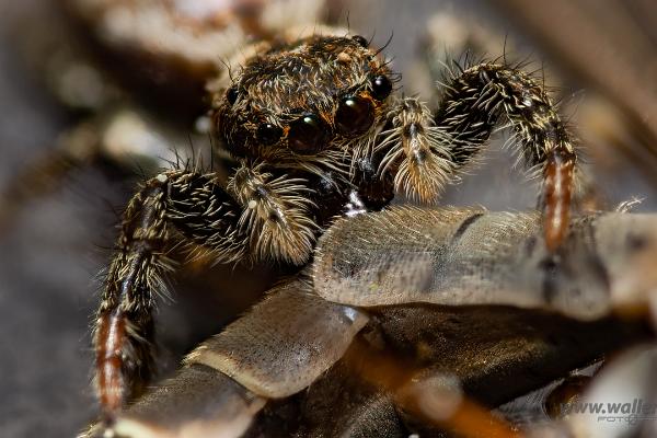 Fencepost jumping spider (Murhoppspindel) Female