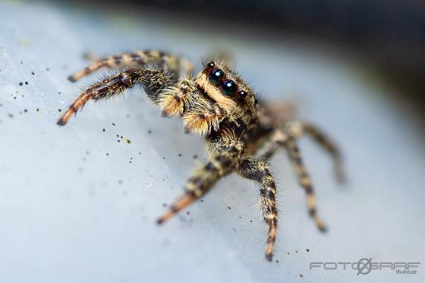 Fencepost jumper (Murhoppspindel) Female