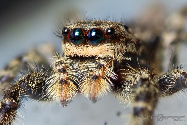 Fencepost jumper (Murhoppspindel) Female