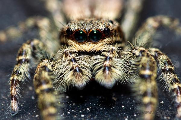 Fencepost jumping spider (Murhoppspindel) Female