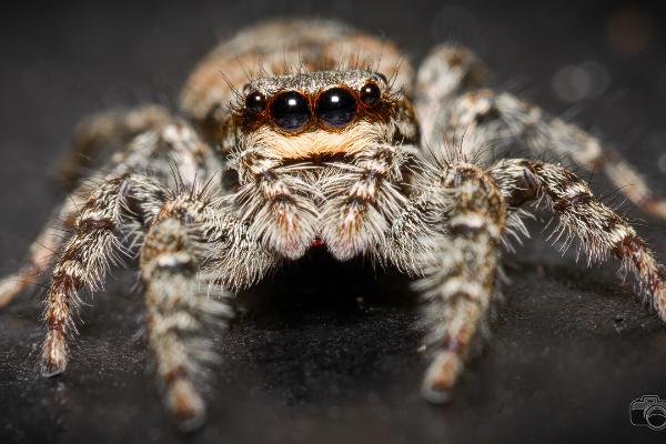 Fencepost jumper (Murhoppspindel) Female