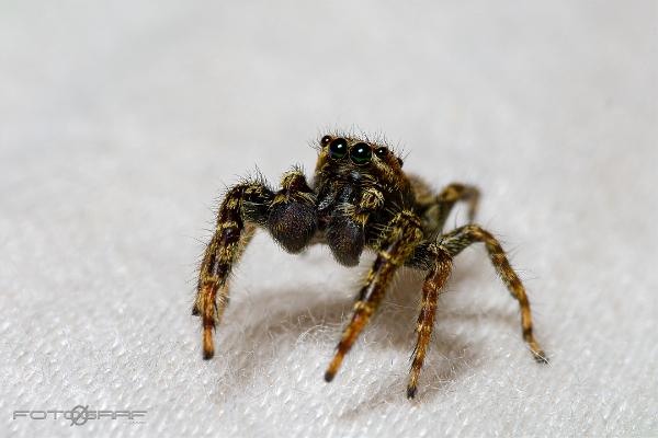 Fencepost jumper (Murhoppspindel) Male