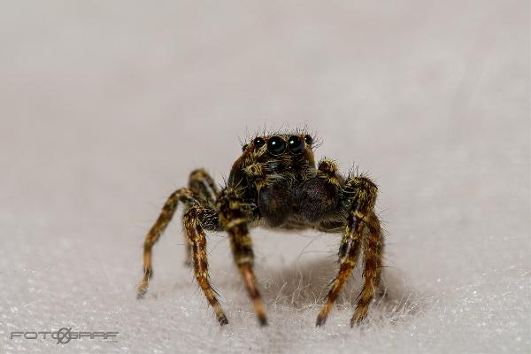 Fencepost jumper (Murhoppspindel) Male