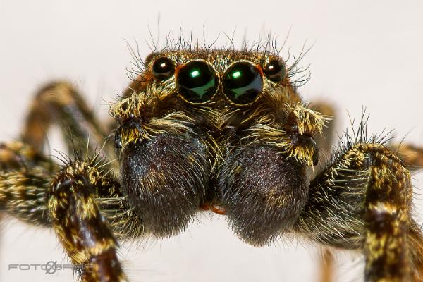 Fencepost jumper (Murhoppspindel) Male