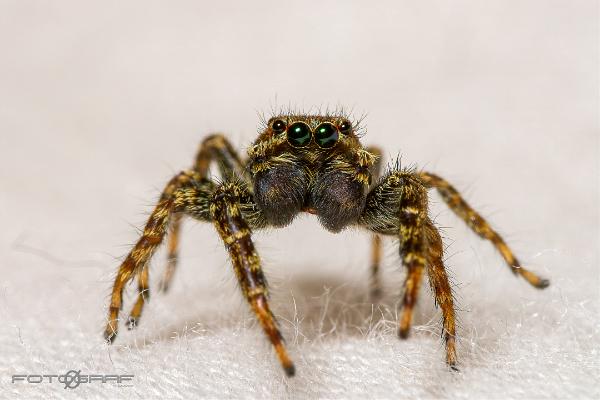 Fencepost jumper (Murhoppspindel) Male