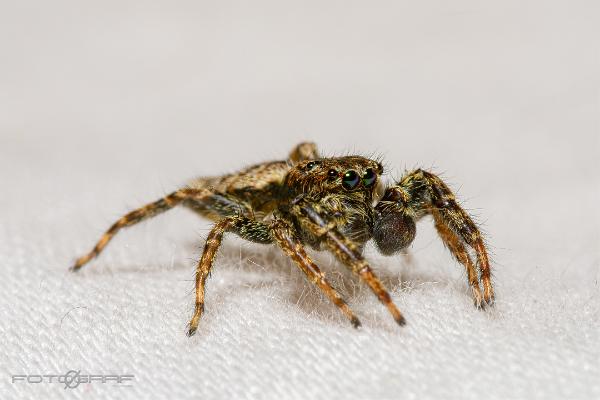 Fencepost jumper (Murhoppspindel) Male