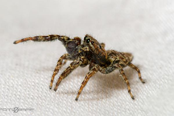 Fencepost jumper (Murhoppspindel) Male