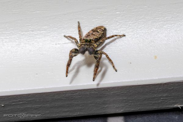 Fencepost jumper (Murhoppspindel) Male