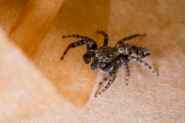 Fencepost jumper (Murhoppspindel) Male