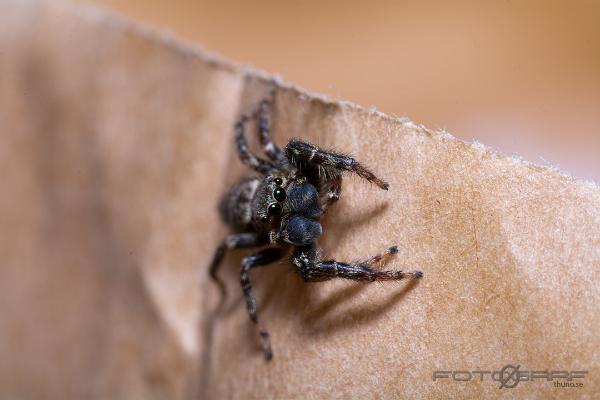 Fencepost jumper (Murhoppspindel) Male