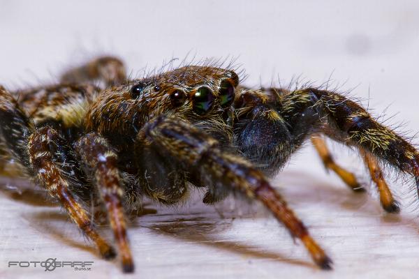 Fencepost jumper (Murhoppspindel) Male