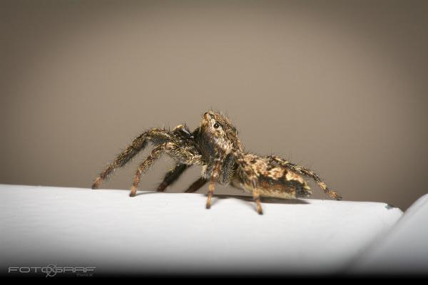 Fencepost jumper (Murhoppspindel) Male