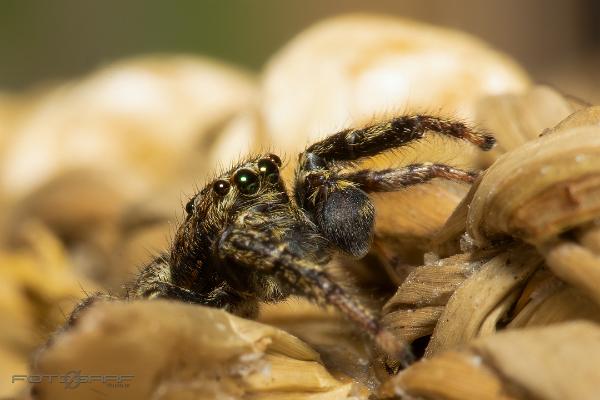 Fencepost jumper (Murhoppspindel) Male