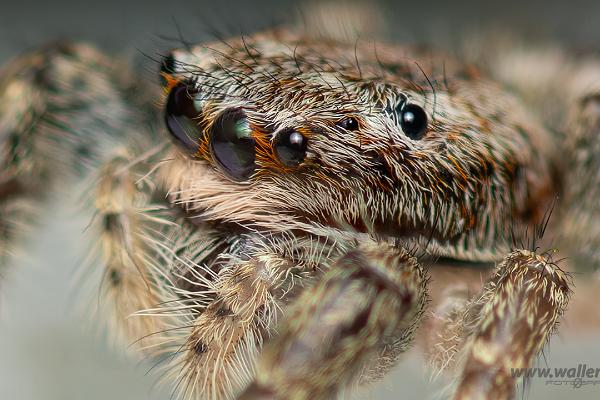 Fencepost jumper Female(Murhoppspindel) Hona