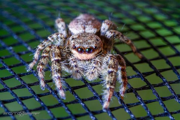 Fencepost jumper (Murhoppspindel) Female