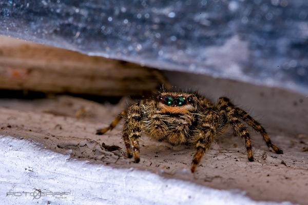 Fencepost jumper (Murhoppspindel) Female