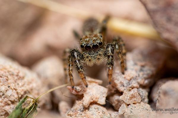 Fencepost jumper (Murhoppspindel)