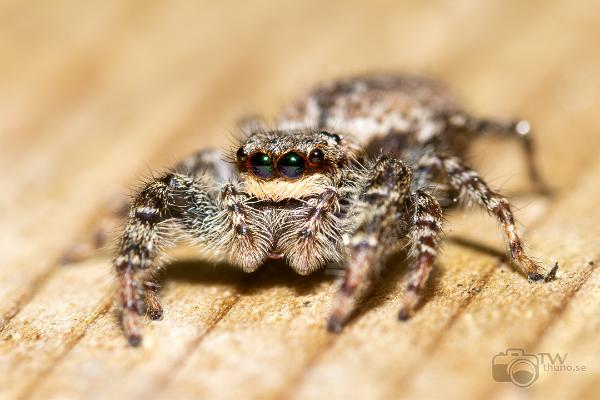 Fencepost jumper (Murhoppspindel) Female