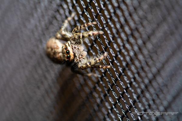 Fencepost jumper (Murhoppspindel) Female