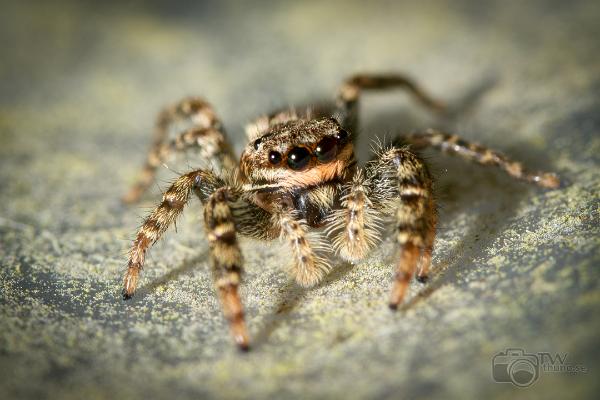 Fencepost jumper (Murhoppspindel) Female