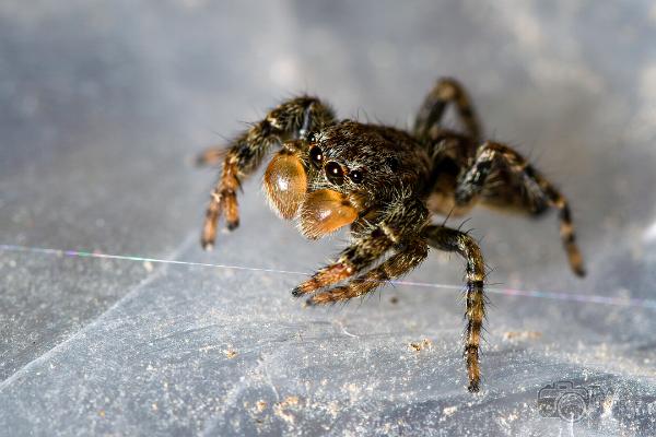 Fencepost jumper (Murhoppspindel) Male