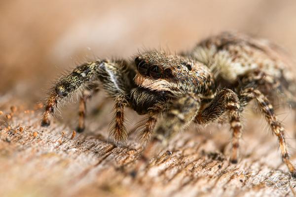 Fencepost jumper (Murhoppspindel) Female