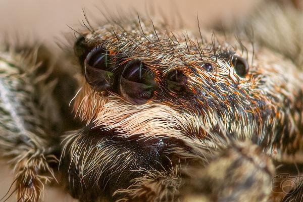 Fencepost jumper (Murhoppspindel) Female