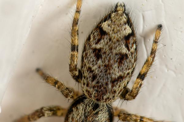 Fencepost jumper male(Murhoppspindel hane)