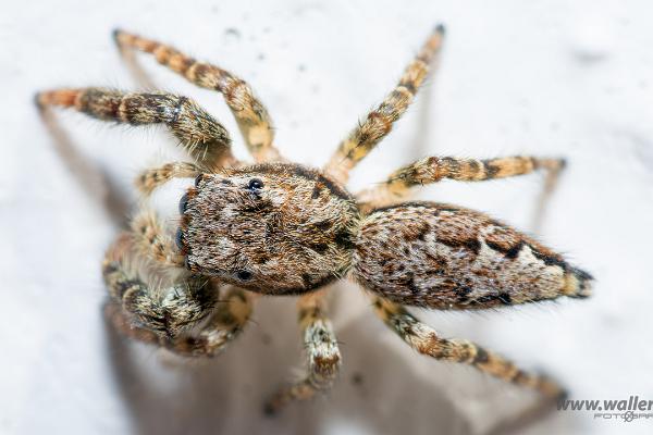 Fencepost jumper Female(Murhoppspindel hona)