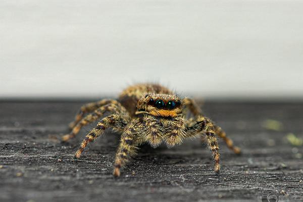 Fencepost jumper (Murhoppspindel) Female