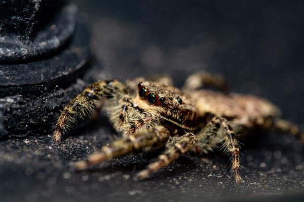 Fencepost jumping spider (Murhoppspindel) Female