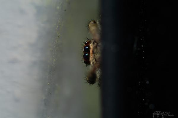 Fencepost jumper (Murhoppspindel) Female