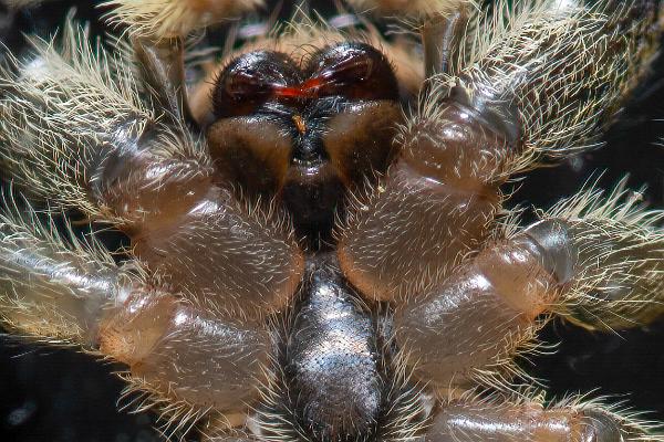 Fencepost jumper (Murhoppspindel) Female