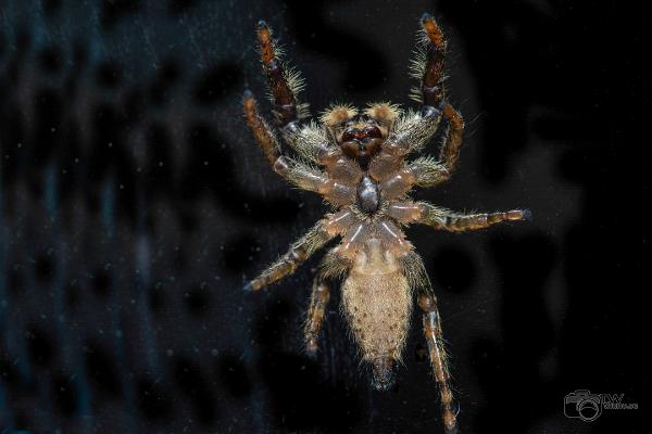 Fencepost jumper (Murhoppspindel) Female