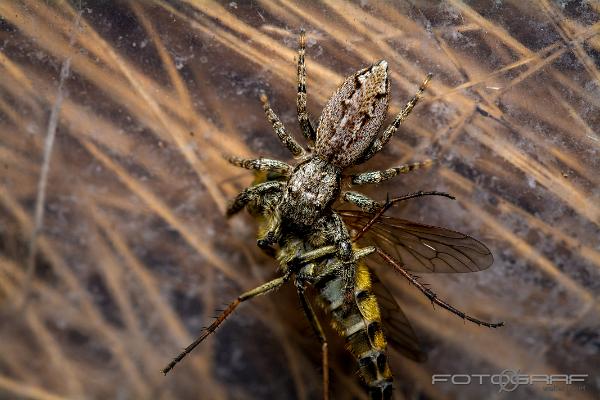 Fencepost jumper (Murhoppspindel) Female