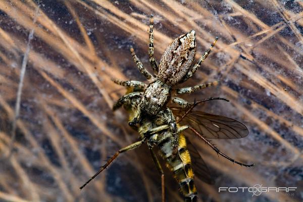 Fencepost jumper (Murhoppspindel) Female