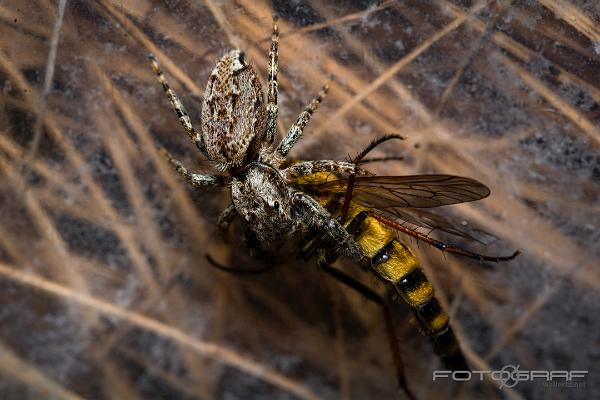 Fencepost jumper (Murhoppspindel) Female