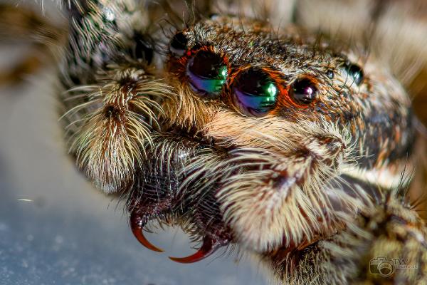 Fencepost jumper (Murhoppspindel) Female