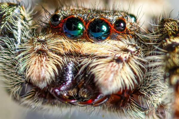 Fencepost jumper (Murhoppspindel) Female