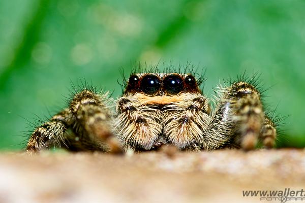 Fencepost jumping spider (Murhoppspindel) Female