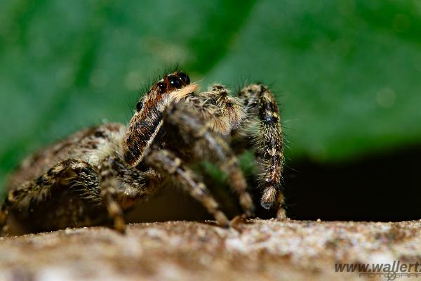 Fencepost jumping spider (Murhoppspindel) Female