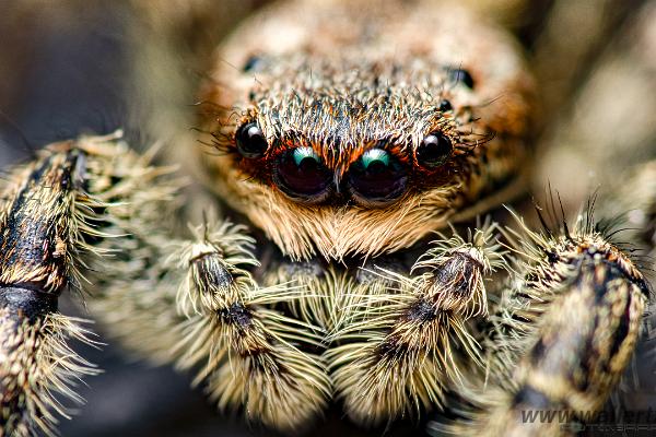 Fencepost jumping spider (Murhoppspindel) Female