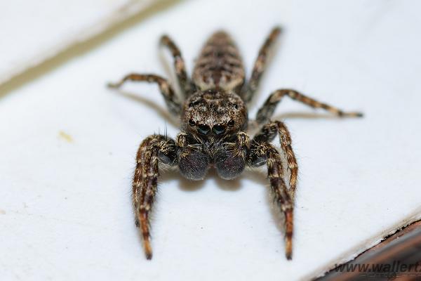 Fencepost jumper, male(Murhoppspindel, hane)