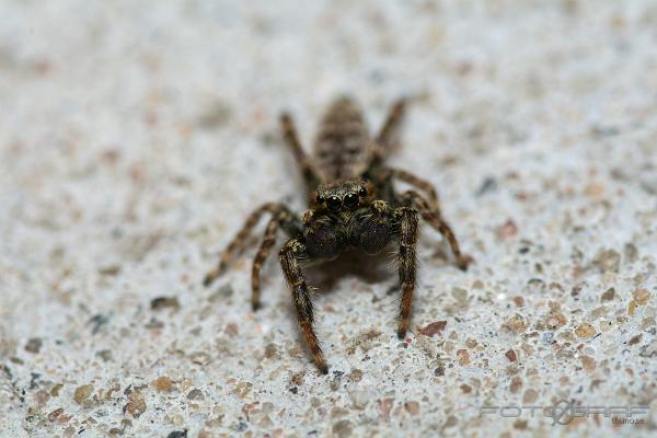 Fencepost jumper (Murhoppspindel) Male