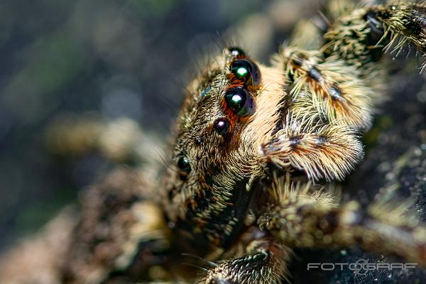 Fencepost jumper (Murhoppspindel) Female